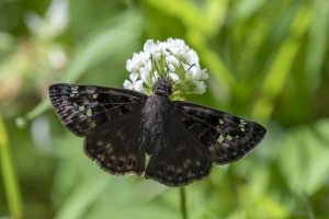 Leon_EKP_2019_05_04 - Duskywing, Horaces