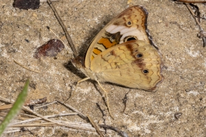 Leon_EKP_2019_07_19 - Buckeye, Common