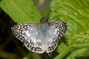 Leon_EKP_2019_07_19 - Checkered-Skipper, Tropical (2)