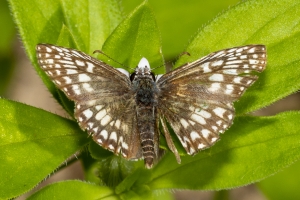 Leon_EKP_2019_07_19 - Checkered-Skipper, Tropical