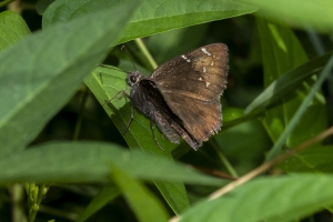 Leon_EKP_2019_07_19 - Cloudywing, Northen (1)