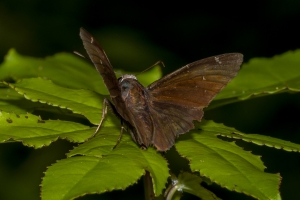 Leon_EKP_2019_07_19 - Cloudywing, Northen (2)