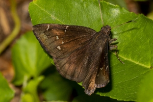 Leon_EKP_2019_07_19 - Cloudywing, Northern
