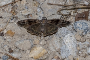 Leon_EKP_2019_07_19 - Dusykywing, Horace's (F)