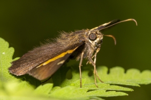 Leon_EKP_2019_07_19 - Skipper, Golden Banded (1)