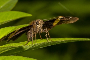 Leon_EKP_2019_07_19 - Skipper, Golden Banded (2)