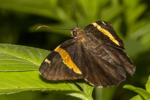 Leon_EKP_2019_07_19 - Skipper, Golden Banded (3)