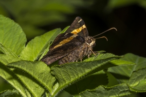 Leon_EKP_2019_07_19 - Skipper, Golden Banded (4)