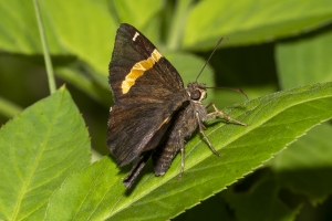 Leon_EKP_2019_07_19 - Skipper, Golden Banded (5)