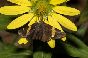 Leon_EKP_2019_07_19 - Skipper, Golden Banded