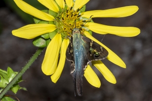 Leon_EKP_2019_07_19 - Skipper, Long-tailed