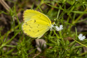 Leon_EKP_2019_07_19 - Yellow, Little (1)