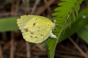 Leon_EKP_2019_07_19 - Yellow, Little (4)