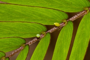 Leon_EKP_2019_07_19 - Yellow, Little - Eggs