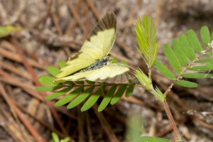Leon_EKP_2019_07_19 - Yellow, Little(5)