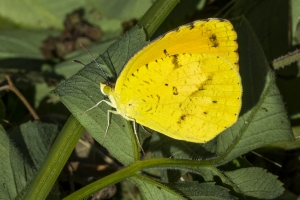 Leon_EKP_2019_07_30-10 - Orange, Sleepy (1)