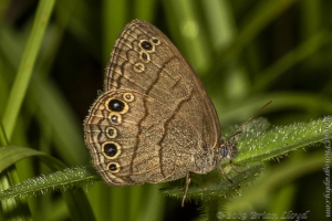 Leon_EKP_2019_07_30 - Satyr, Carolina (1)_2