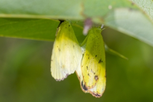 Leon_EKP_2019_07_30 - Yellow, Little mating (1)