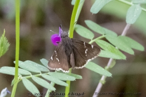 Leon_EKPhipps_2018_03_25 - Cloudywing, Southern #1 (1)-Fullsized