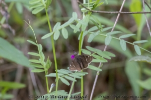 Leon_EKPhipps_2018_03_25 - Cloudywing, Southern #1 (2)-Fullsized