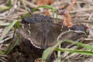 Leon_EKPhipps_2018_03_25 - Cloudywing, Southern #2 (3)-Fullsized