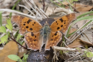 Leon_EKPhipps_2018_03_25 - Question Mark (10)-Fullsized