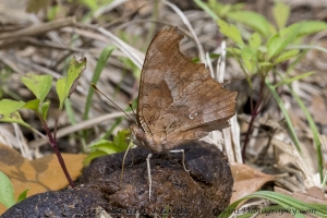 Leon_EKPhipps_2018_03_25 - Question Mark (4)-Fullsized