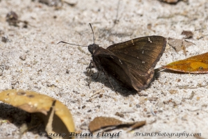 Skipper, Clouded