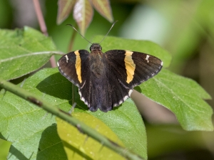 Leon_EKPhipps_2018_03_25 - Skipper, Golden-banded (1)-Fullsized