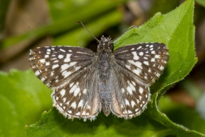 Leon_EKPhipps_2018_04_02 - Checkered-Skipper, Tropical