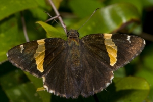 Leon_EKPhipps_2018_04_02 - Skipper, Golden-banded