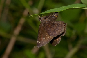 Leon_EKPhipps_2020_04_14 - Lep, Cloudywing, Northern (F) (laying)