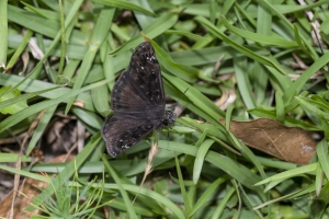 Leon_EKPhipps_2020_04_14 - Lep, Duskywing, Horace's (M) (3-5)