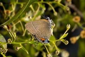 Leon_EricsHouse_2017_04_22 - Hairstreak, Oak (S) (1)-webpage
