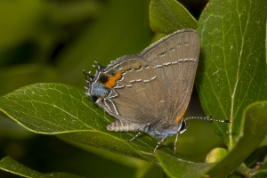 Leon_EricsHouse_2017_04_22 - Hairstreak, Oak (S) (2)-webpage