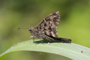 Leon_Fl_EKP2_2016_05_01 - Skipper, Dorantes Longtail (19pst)
