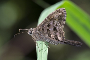 Leon_Fl_EKP2_2016_05_01 - Skipper, Dorantes Longtail (38sm)