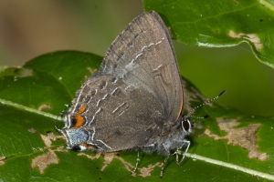 Leon_FL_EKP_2016_05_02 - Hairstreak, Banded (1)-web