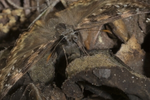Leon_FL_EKP_2016_05_09 - Duskywing, Horace's (1)