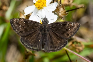Leon_FL_EKP_2016_05_09 - Duskywing, Horace's-small