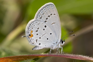 Leon_FL_EKP_2016_05_09 - Eastern Tailed-blue (1)-small