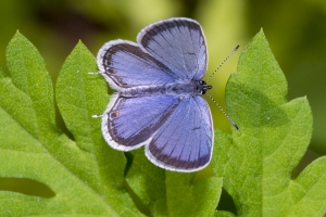 Tailed-blues *