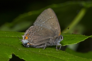 Leon_FL_EKP_2016_05_09 - Hairstreak, Banded (1)-web
