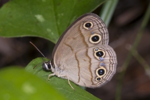 Little Wood-Satyr 