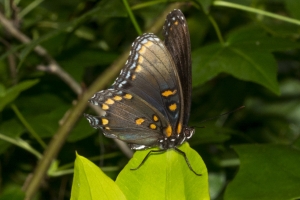 Leon_FL_EKP_2016_05_09 - Purple, Red-spotted