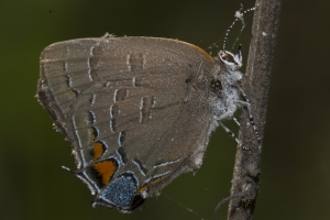Leon_FL_EKP_2016_05_14 - Hairstreak, Banded (4)-web