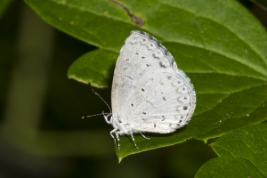 Leon_FL_EKP_2016_05_15 - Blue, Summer Azure (1)