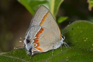 Leon_FL_EKP_2016_05_15 - Hairstreak, Red-banded (1)-s-webpage