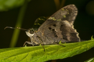 Leon_FL_EKP_2016_05_15 - Skipper, Long-tailed (3)-s