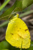 Leon_FL_EKP_2016_05_15 - Sleepy Orange (6)-s
